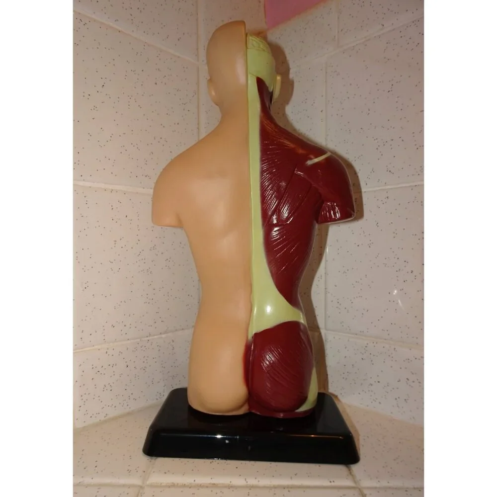 Vintage Human Torso Model w/ detachable Heart Lungs oddity curiosity medical - Picture 10 of 10